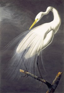 1863_18_030_GreatEgret