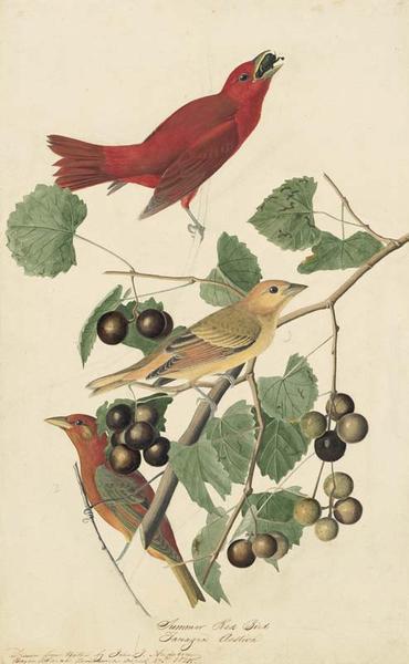 1863-17-44SummerTanager